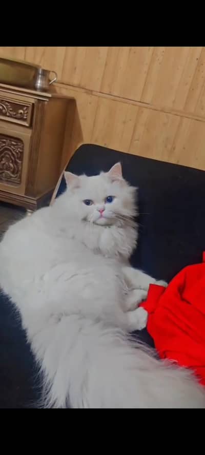 Persian beautiful male cat 