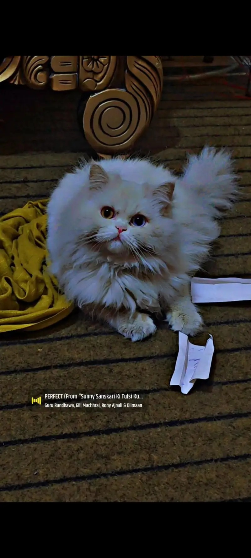 Persian beautiful male cat  — photo 2