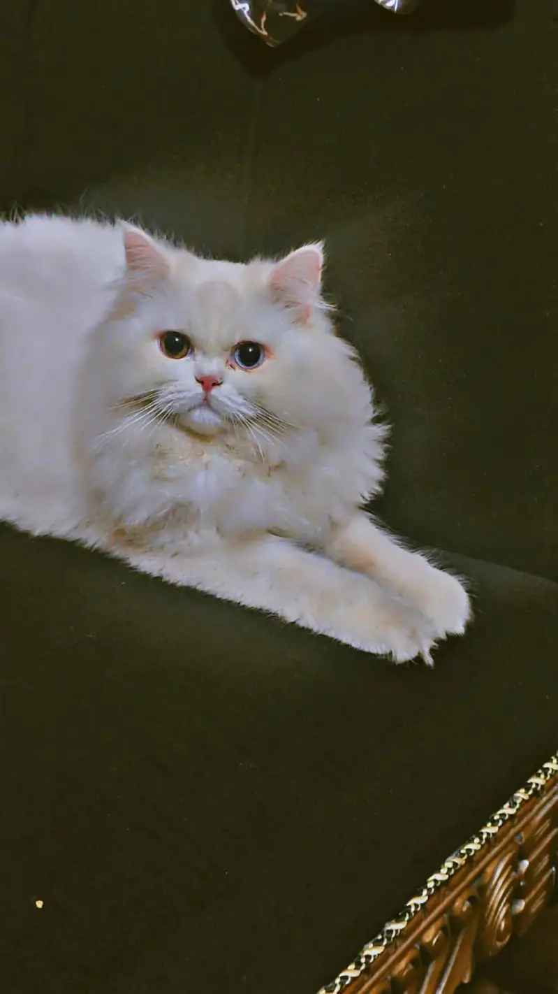 Persian beautiful male cat  — photo 3