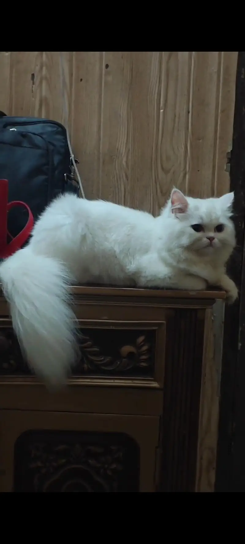 Persian beautiful male cat  — photo 4