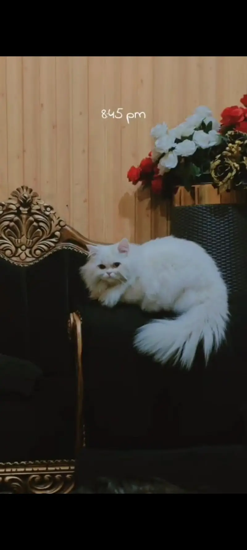 Persian beautiful male cat  — photo 5