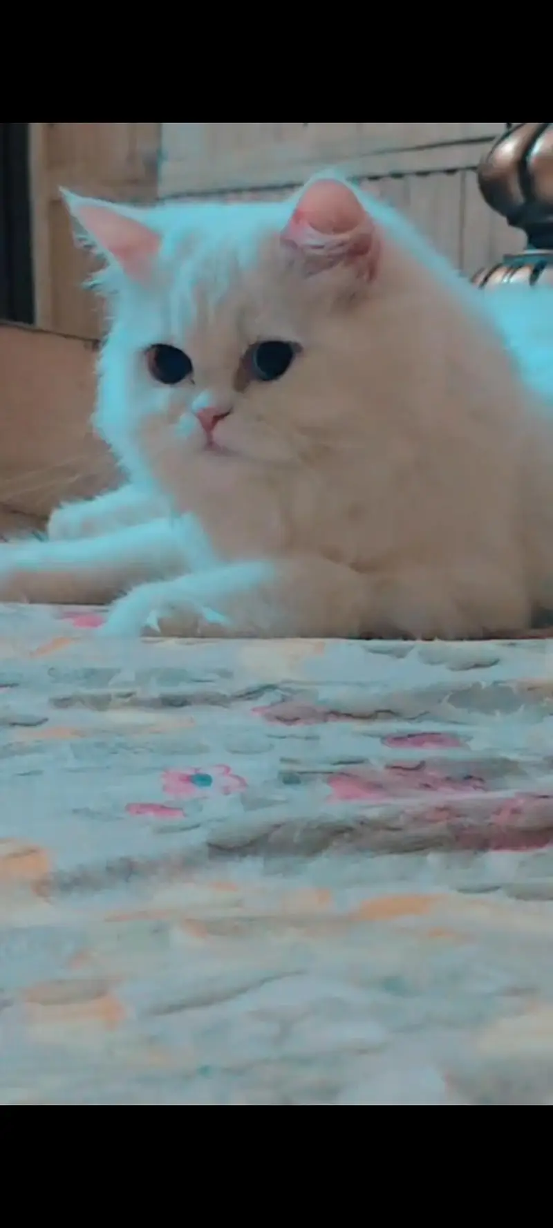 Persian beautiful male cat  — photo 6