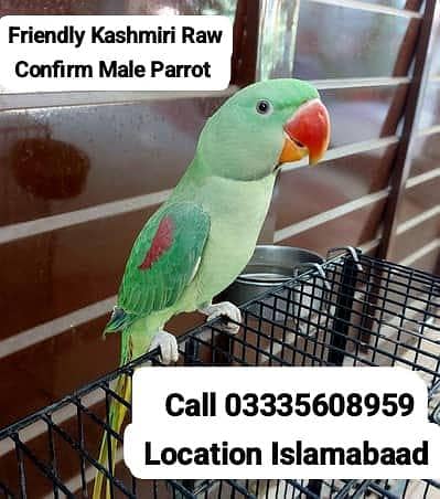Friendly Kashmiri Confirm Male Parrot Red Sholder Jumbo Size