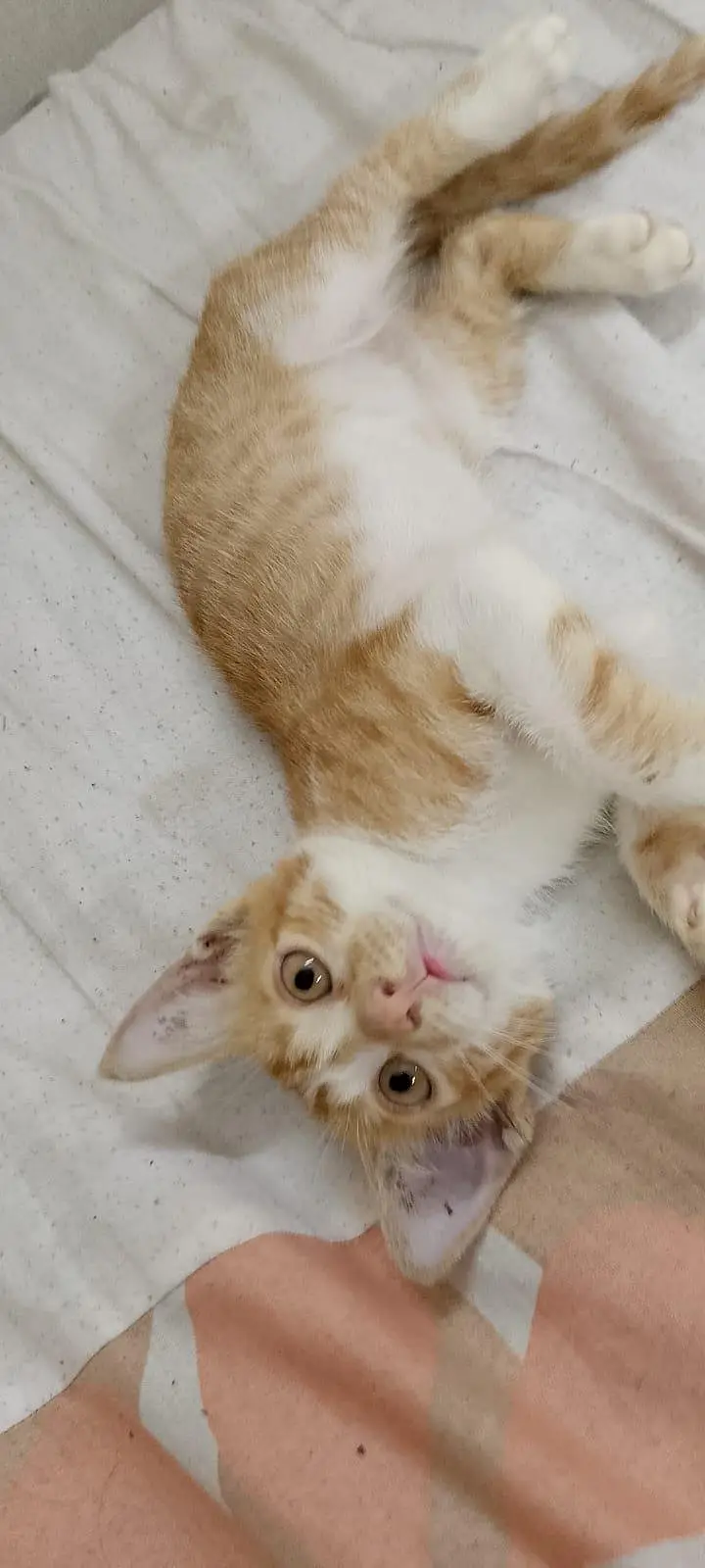Beautiful Male kitten For FREEE — photo 2