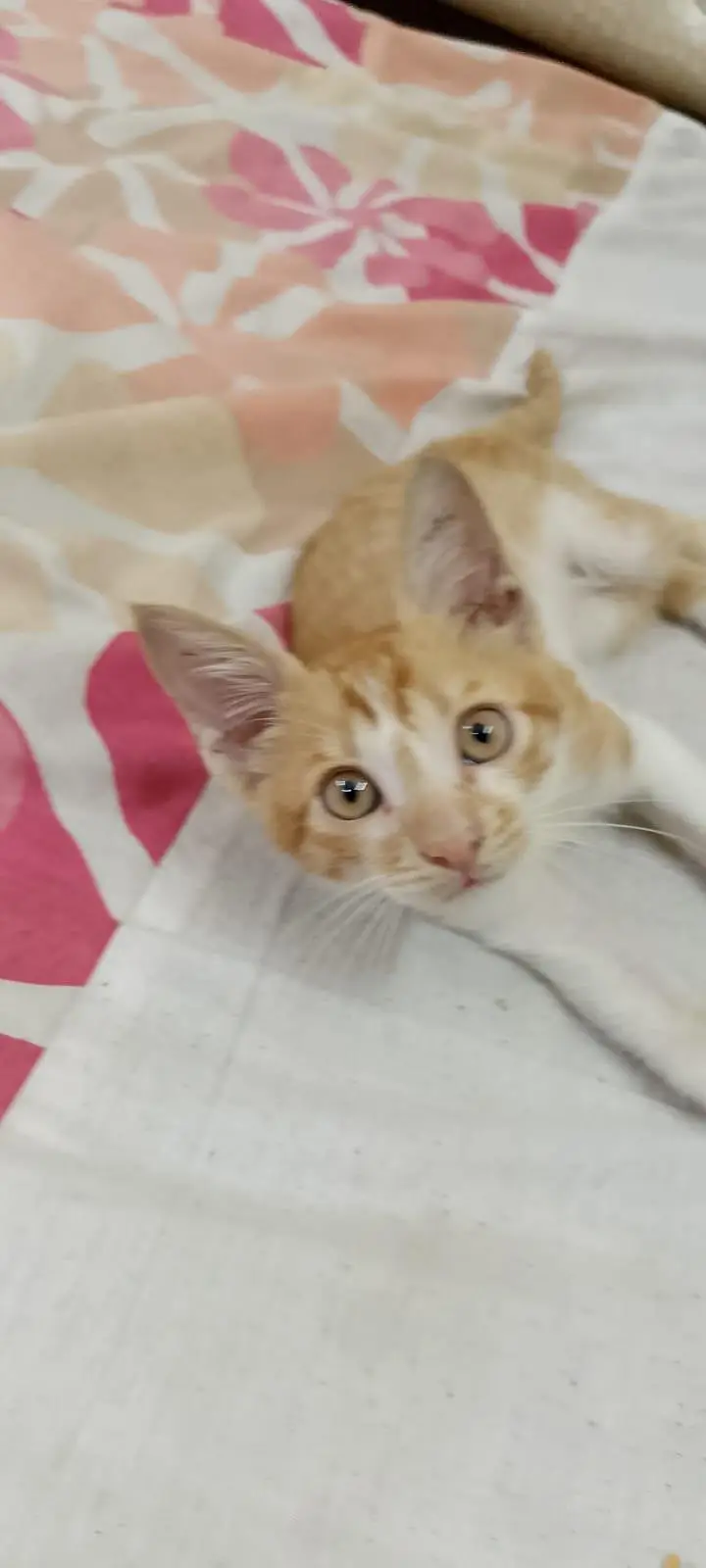 Beautiful Male kitten For FREEE — photo 3