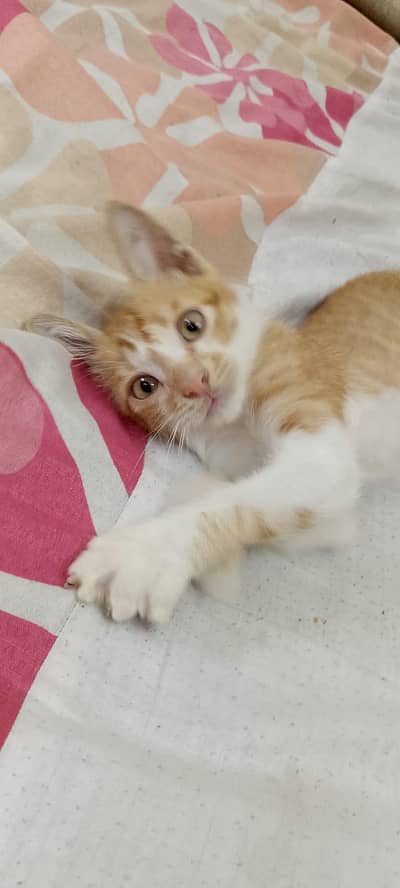 Beautiful Male kitten For FREEE