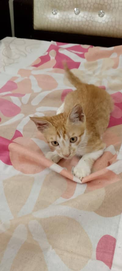 Beautiful Male kitten For FREEE