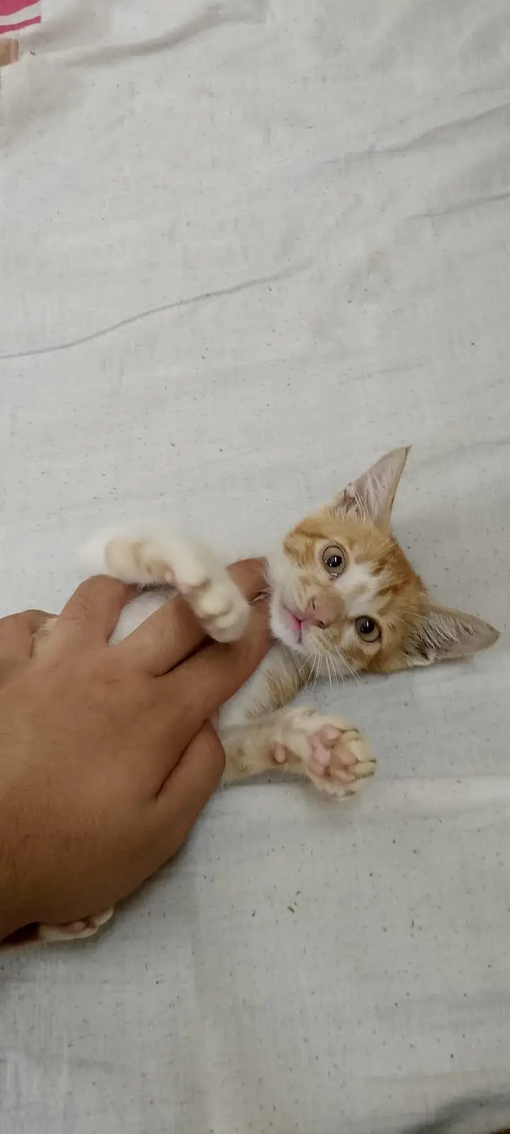 Beautiful Male kitten For FREEE — photo 5