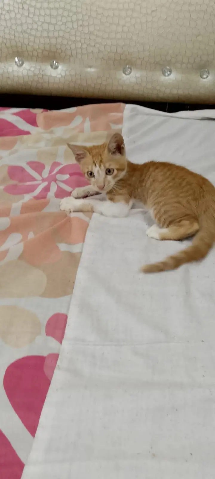 Beautiful Male kitten For FREEE — photo 6
