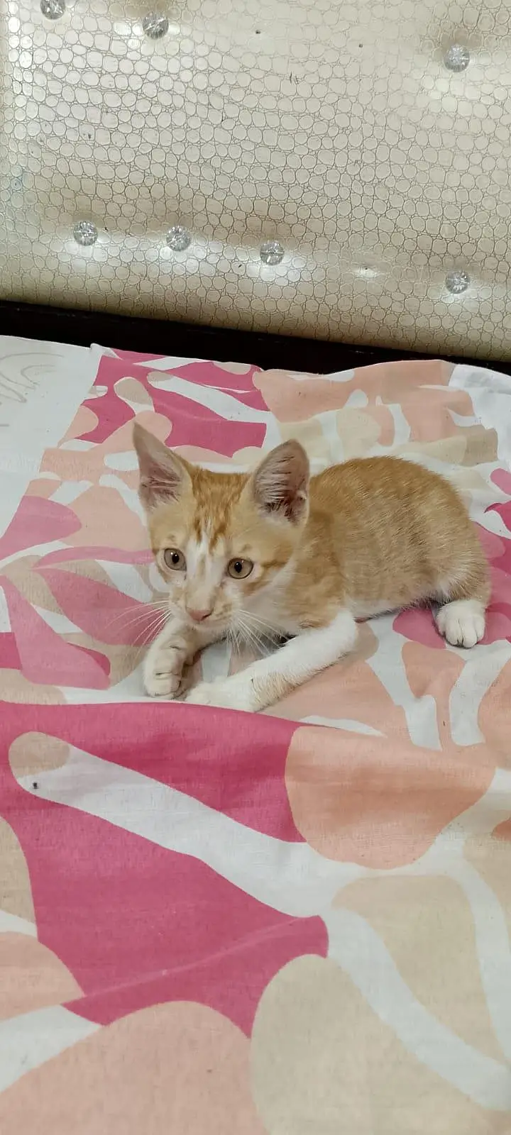 Beautiful Male kitten For FREEE — photo 7