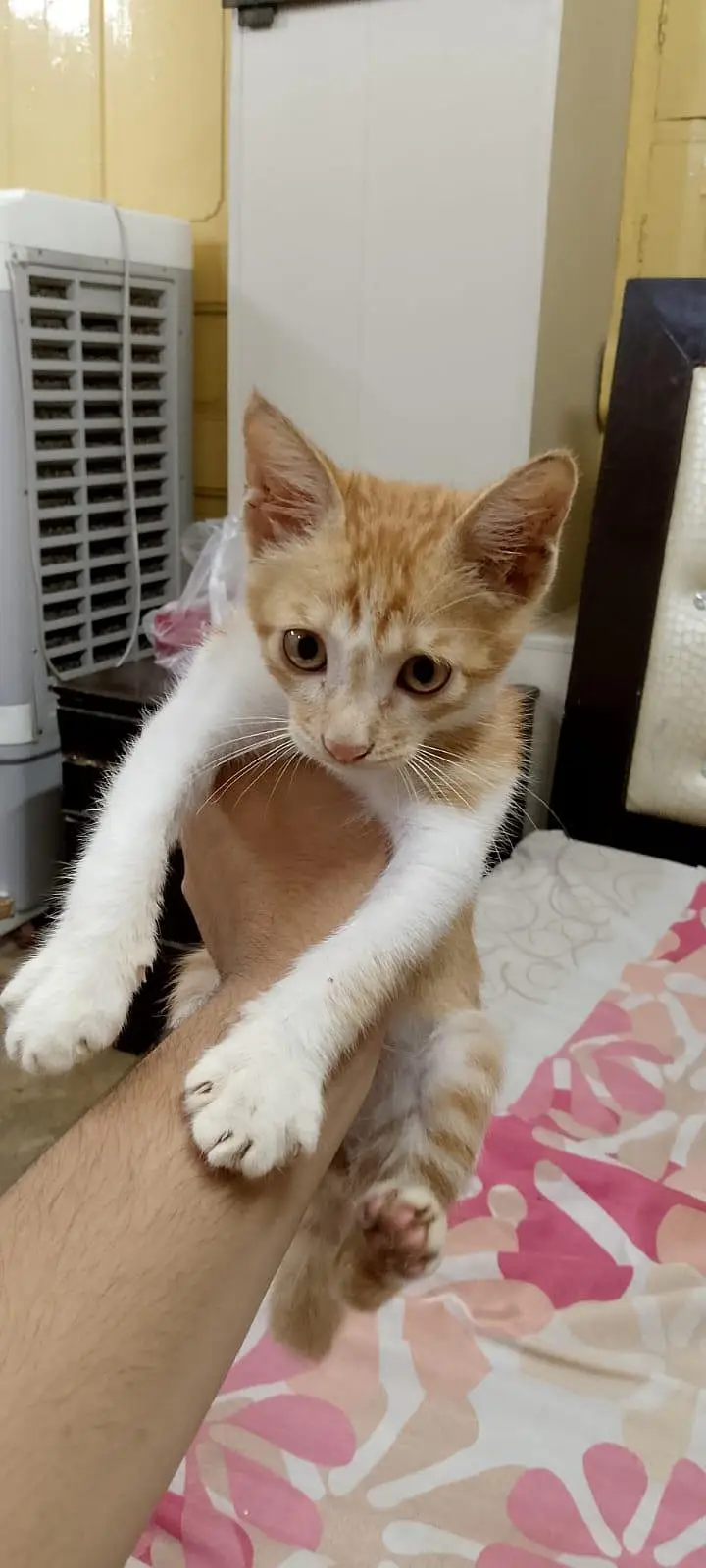 Beautiful Male kitten For FREEE — photo 8