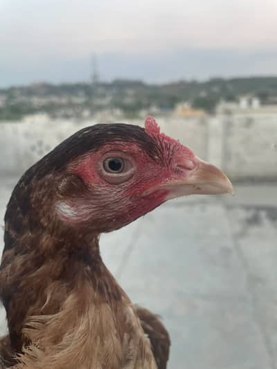 Queen face mianwali female for sale