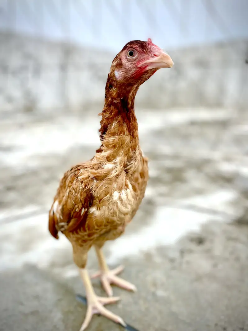 Queen face mianwali female for sale — photo 2