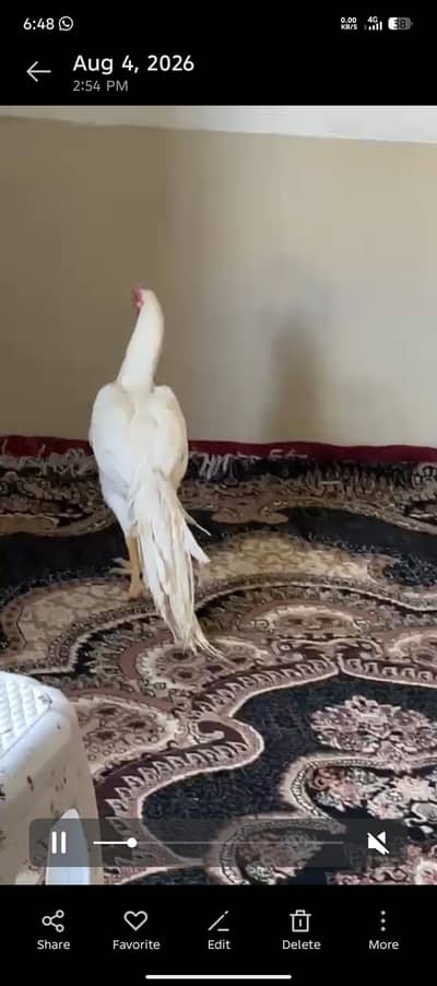 indian perot long tail aseel