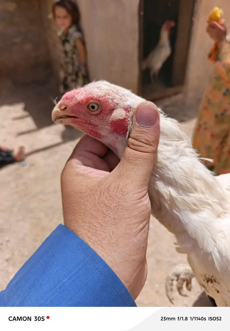 indian perot long tail aseel — photo 6