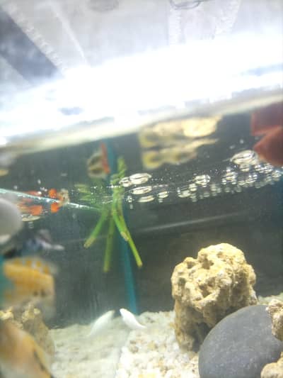 fishes