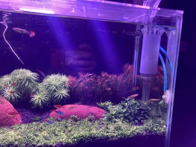 Planted aquarium complete setup