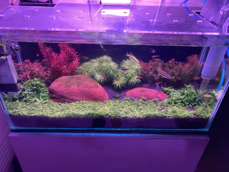 Planted aquarium complete setup 1