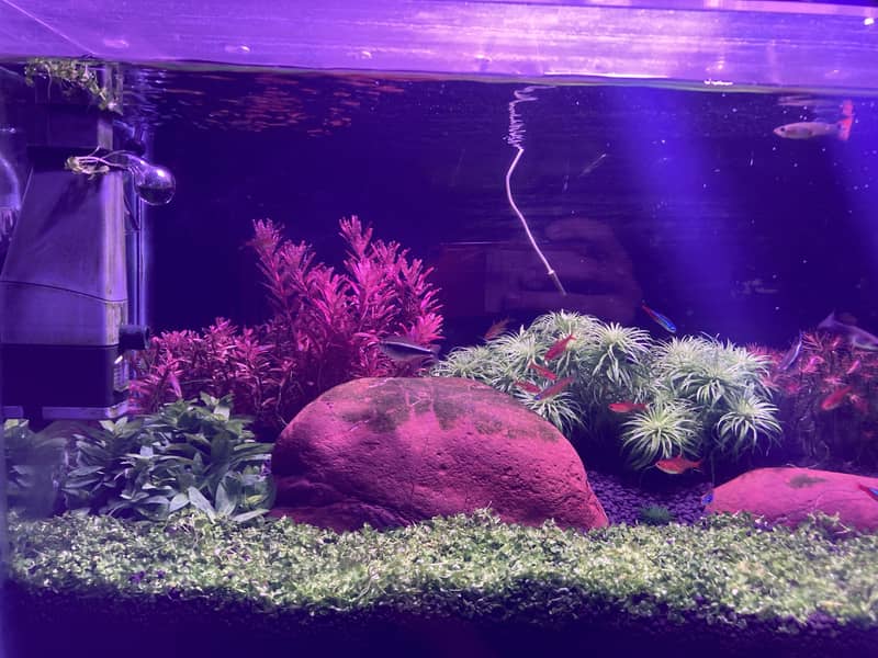 Planted aquarium complete setup 2