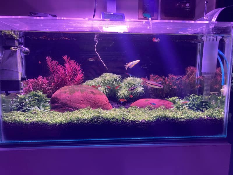 Planted aquarium complete setup 3