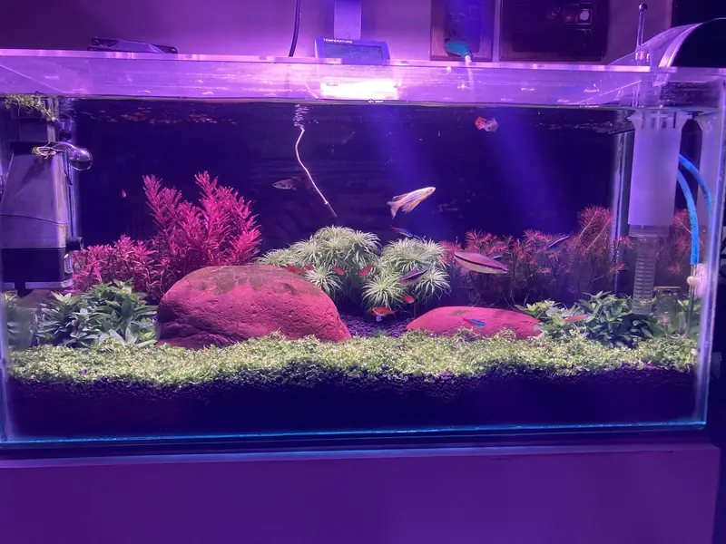 Planted aquarium complete setup — photo 4