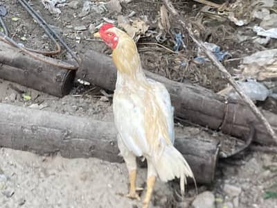 Healthy Aseel/Desi Murgha for Sale | Strong & Active | Home Raised