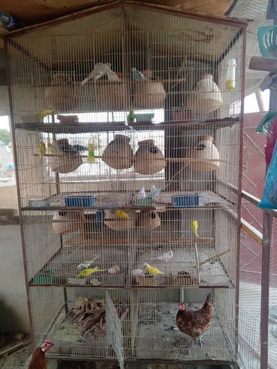 cage pinjra and birds for sale