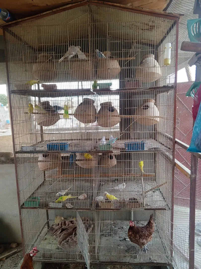 cage pinjra and birds for sale