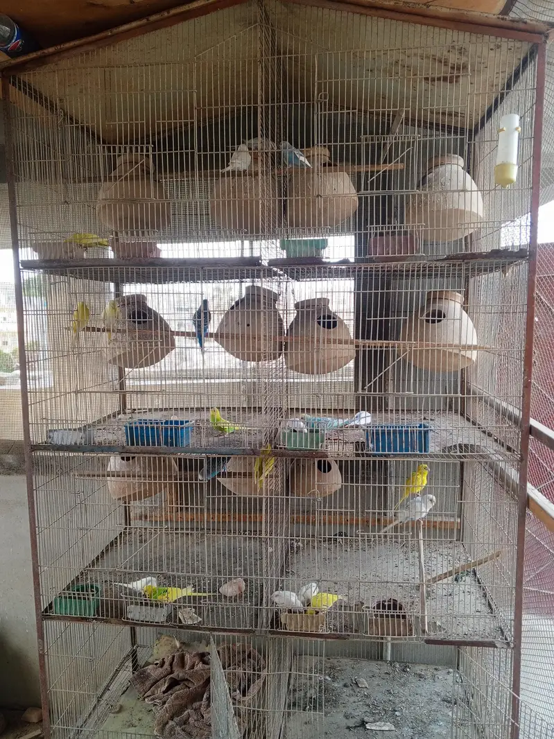cage pinjra and birds for sale — photo 2