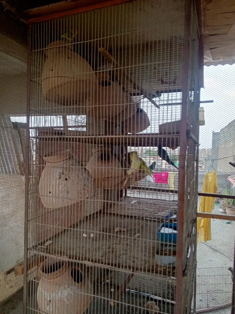 cage pinjra and birds for sale — photo 3