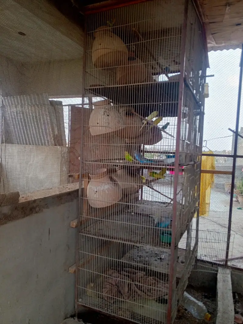 cage pinjra and birds for sale — photo 4