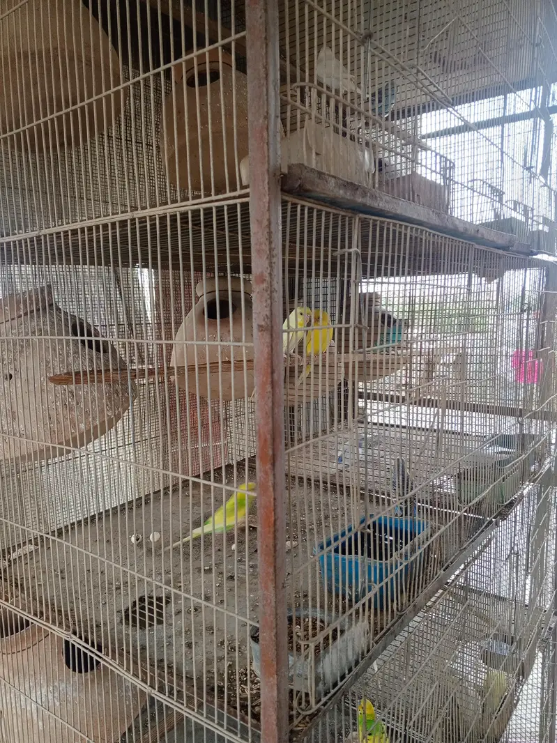 cage pinjra and birds for sale — photo 5