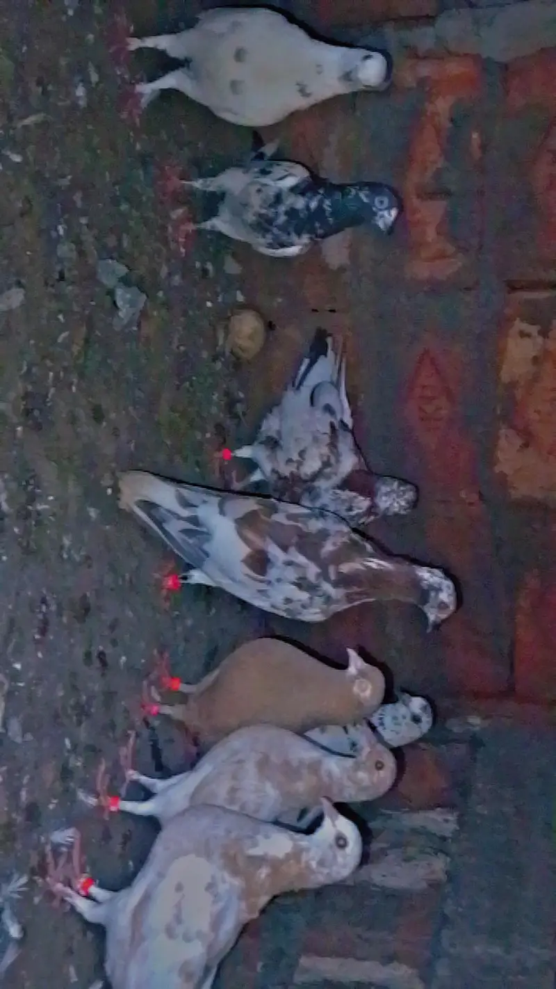 500 per peice — photo 3