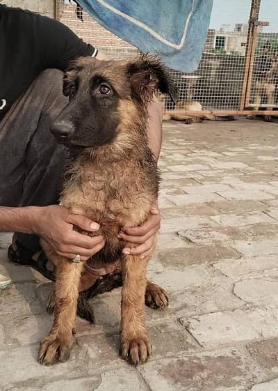 Garman shaft puppy