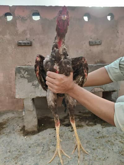 Japanese shamo Male best quality available