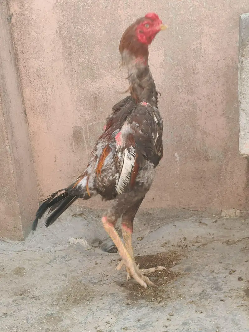 Japanese shamo Male best quality available — photo 2