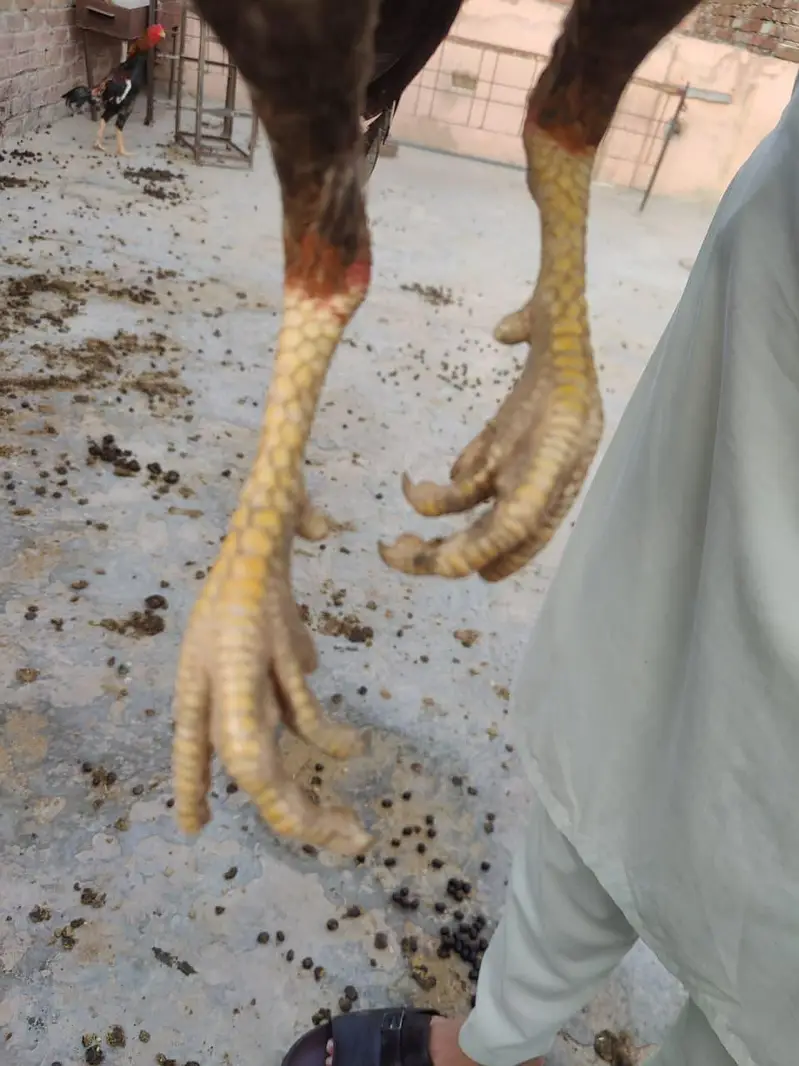 Japanese shamo Male best quality available — photo 5