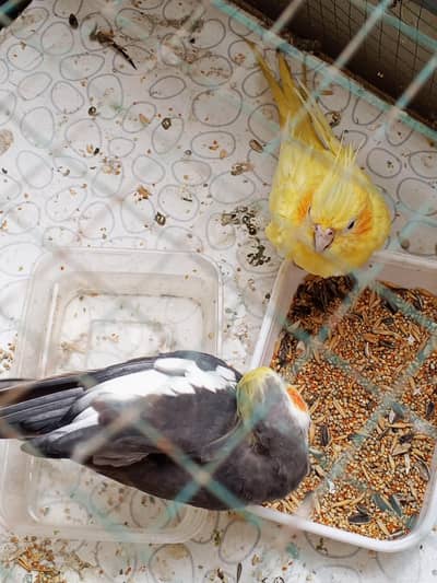 gray male cream female