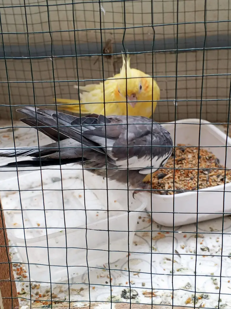 gray male cream female — photo 2