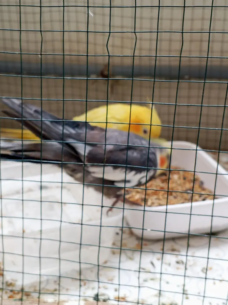 gray male cream female — photo 3