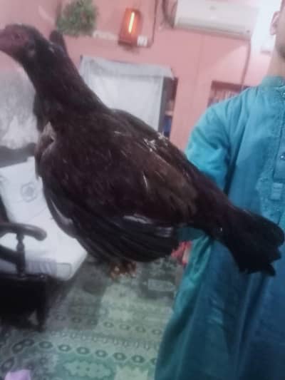 pure razy asean murgi