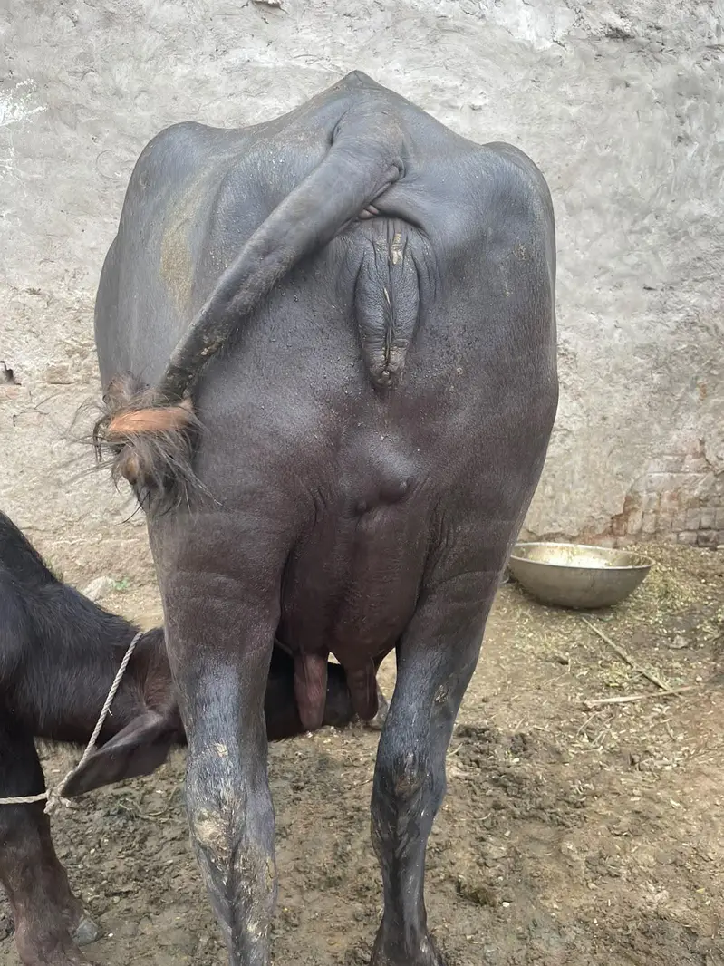 چھوٹی دوسرے سوئے ہیں سجری سوئی ہوئی