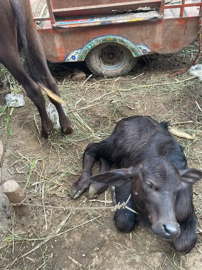 چھوٹی دوسرے سوئے ہیں سجری سوئی ہوئی — photo 3