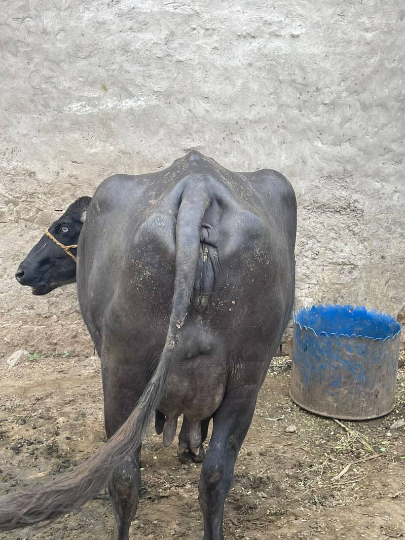 چھوٹی دوسرے سوئے ہیں سجری سوئی ہوئی 3