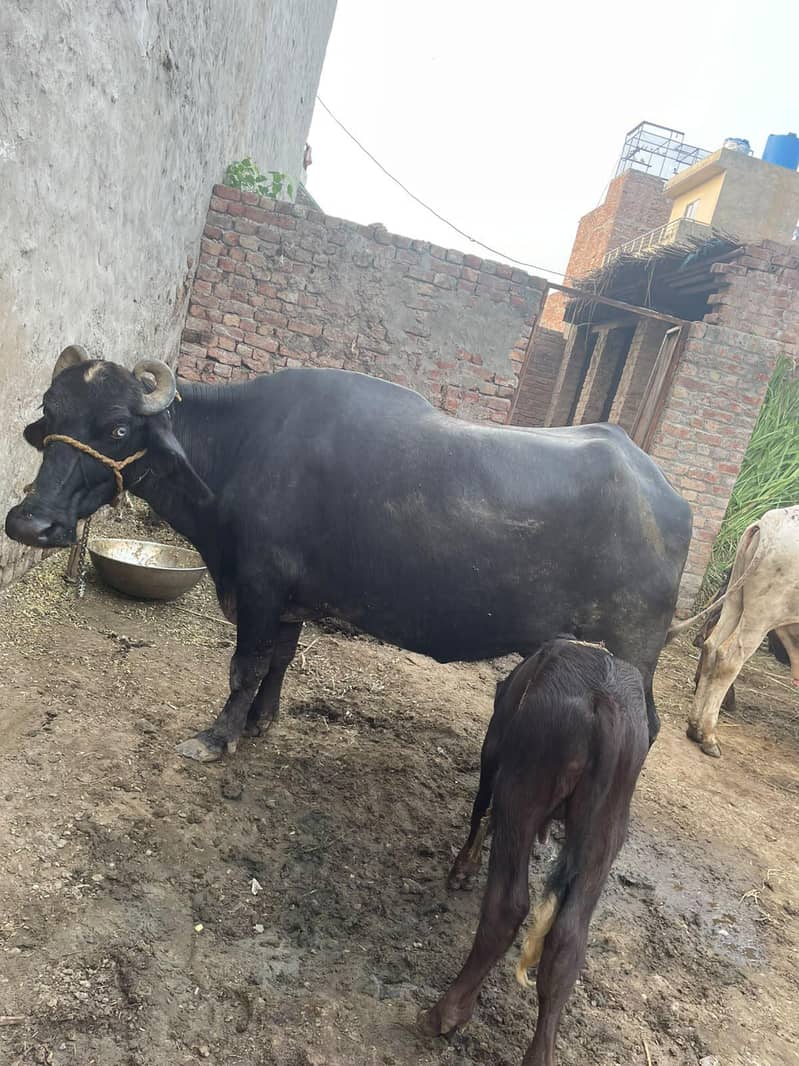چھوٹی دوسرے سوئے ہیں سجری سوئی ہوئی 4