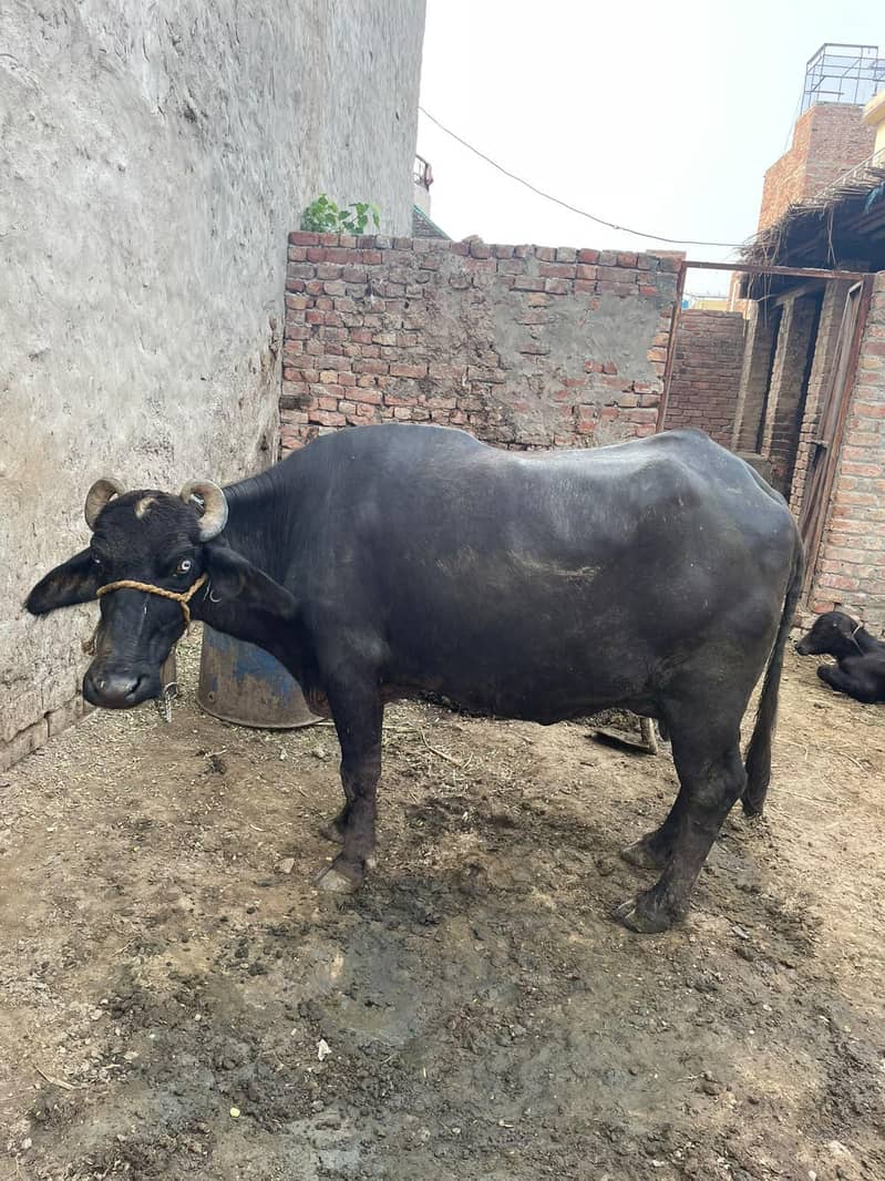 چھوٹی دوسرے سوئے ہیں سجری سوئی ہوئی 5