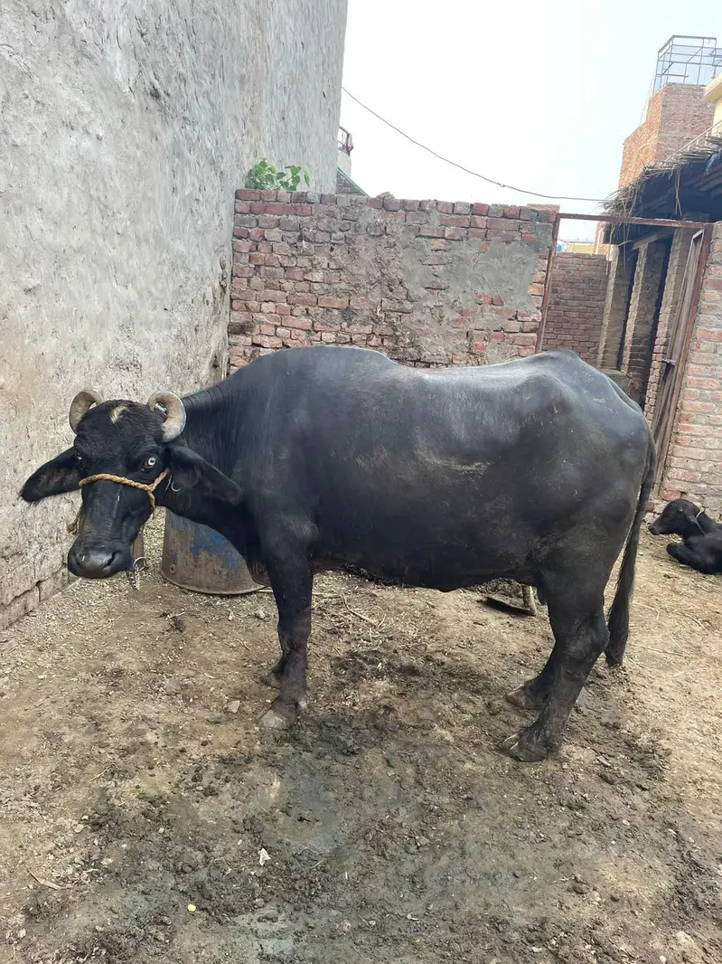 چھوٹی دوسرے سوئے ہیں سجری سوئی ہوئی — photo 6