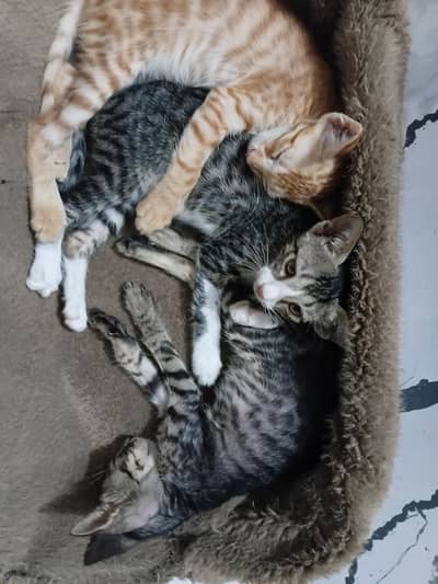 Kittens for Adoption