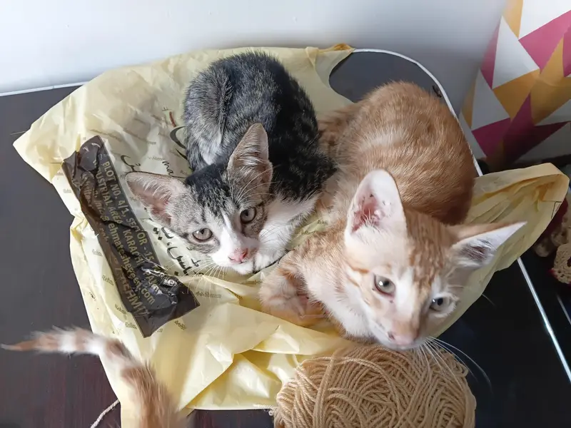 Kittens for Adoption — photo 2