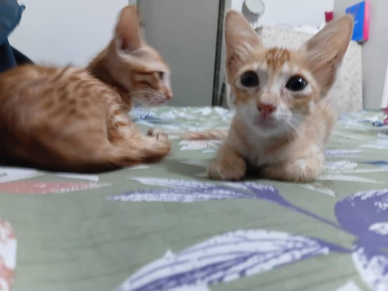 Kittens for Adoption 2